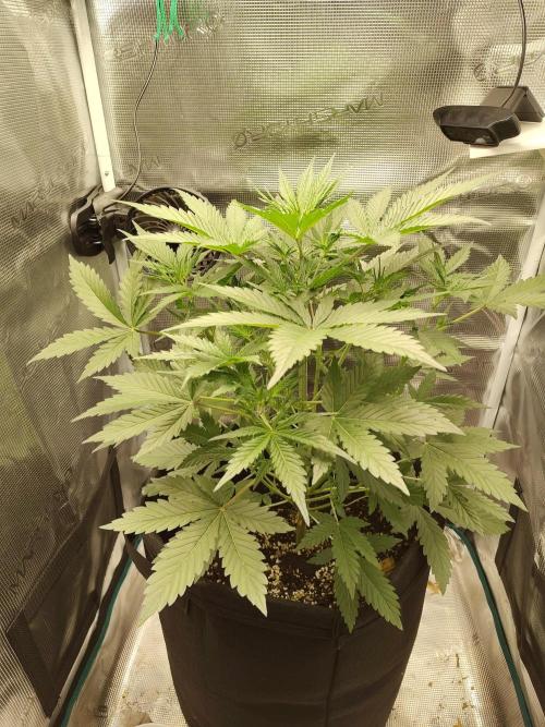 Princess Bubblegum III. Week 6