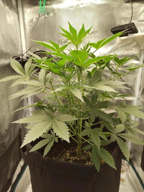 Princess Bubblegum III. Week 6