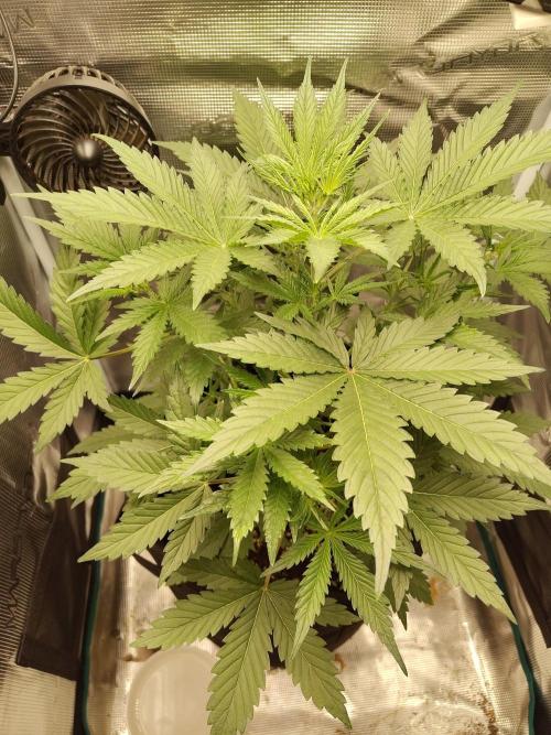 Princess Bubblegum III. Week 6