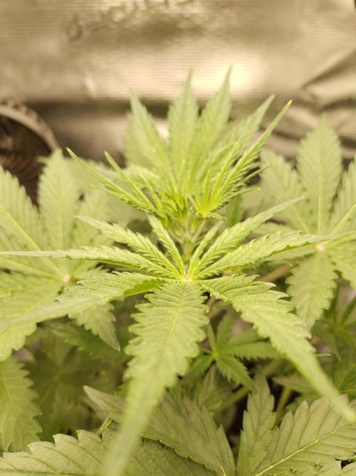 Princess Bubblegum III. Week 6
