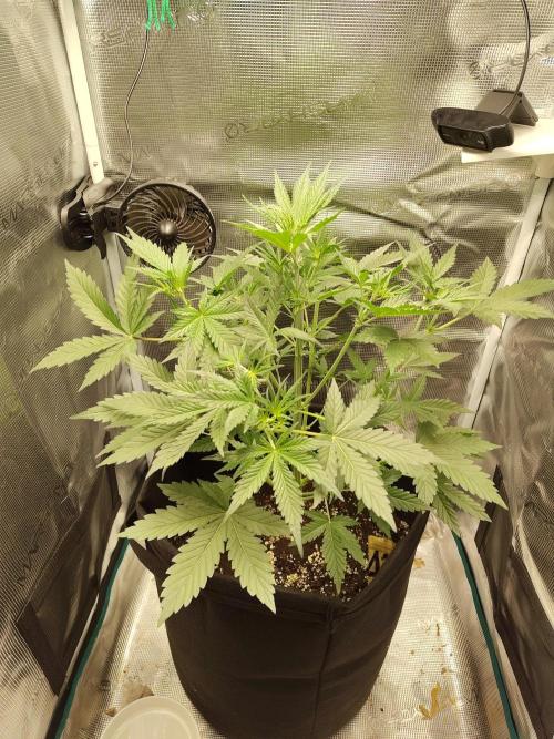 Princess Bubblegum III. Week 6
