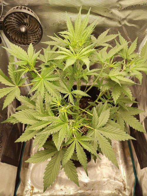 Princess Bubblegum III. Week 6