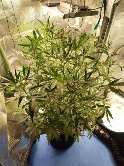 Princess Bubblegum III. Week 8