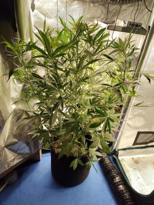 Princess Bubblegum III. Week 8