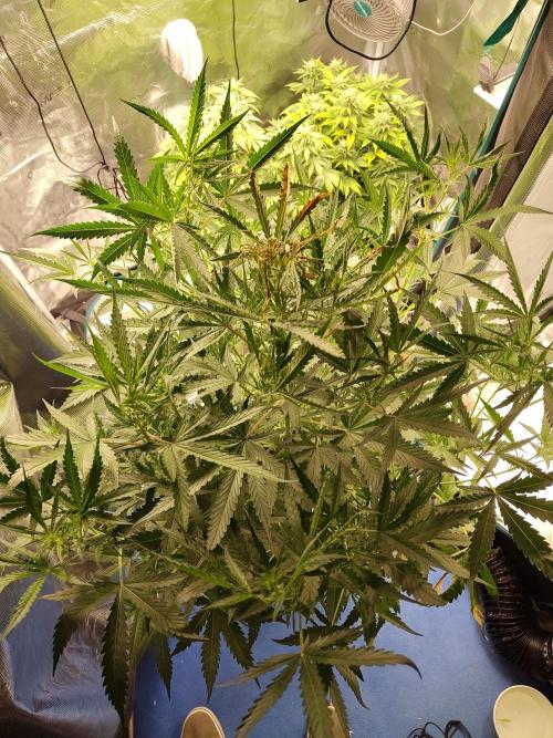 Princess Bubblegum III. Week 8