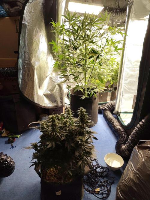 Princess Bubblegum III. Week 8