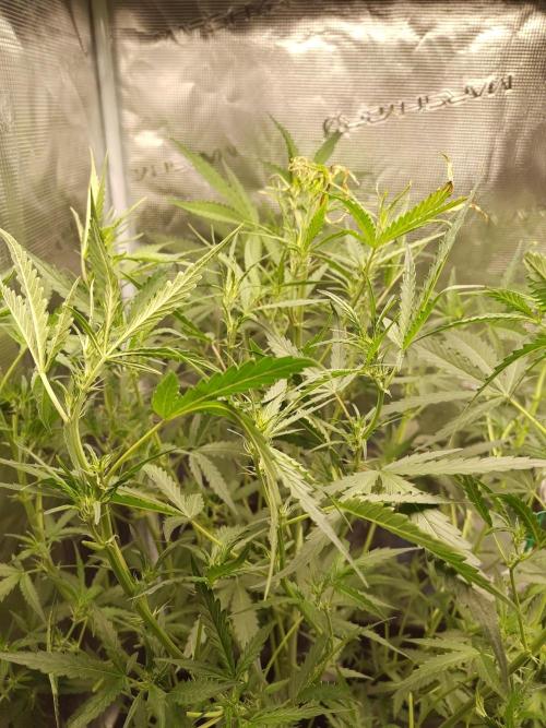 Princess Bubblegum III. Week 8