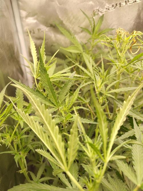 Princess Bubblegum III. Week 8