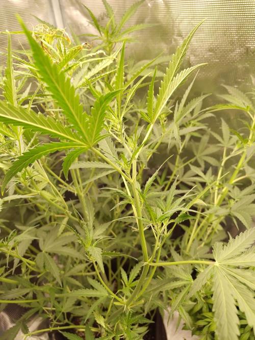 Princess Bubblegum III. Week 8