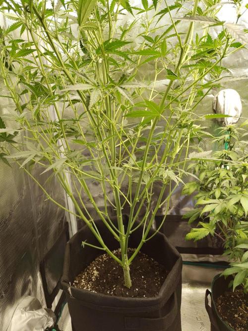 Princess Bubblegum III. Week 8