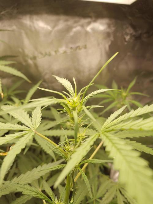 Princess Bubblegum III. Week 9