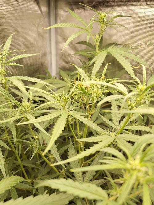Princess Bubblegum III. Week 9
