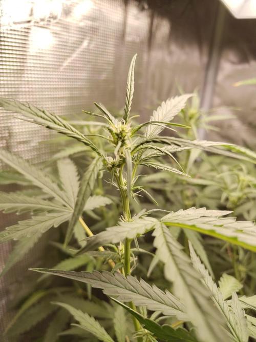 Princess Bubblegum III. Week 9