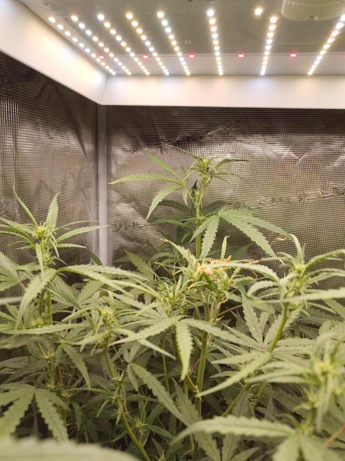 Princess Bubblegum III. Week 9