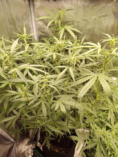 Princess Bubblegum III. Week 9