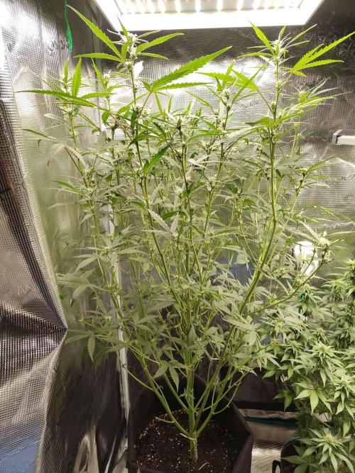 Princess Bubblegum III. Week 10
