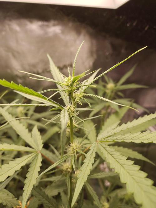 Princess Bubblegum III. Week 10