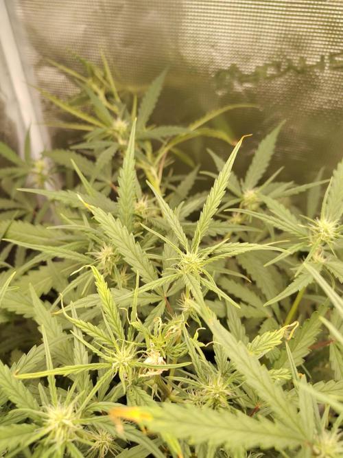 Princess Bubblegum III. Week 10