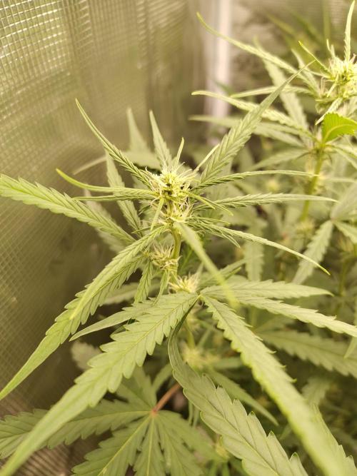Princess Bubblegum III. Week 10