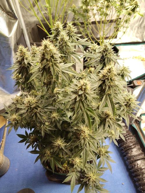 Black Domina Feminized – Sensi Seeds. Week 16