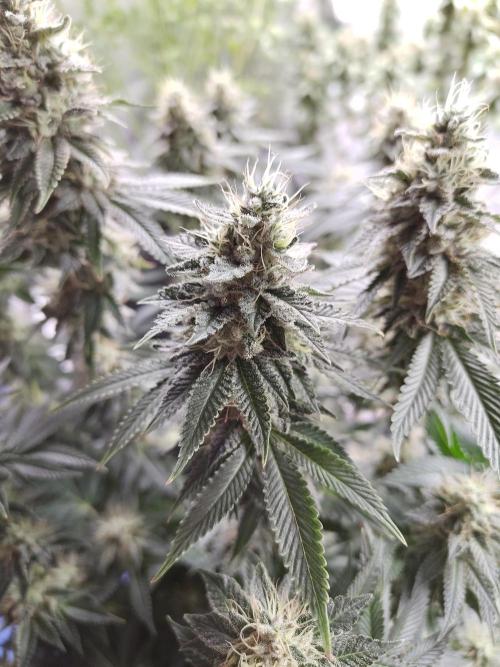 Black Domina Feminized – Sensi Seeds. Week 16