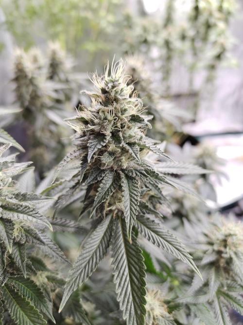 Black Domina Feminized – Sensi Seeds. Week 16