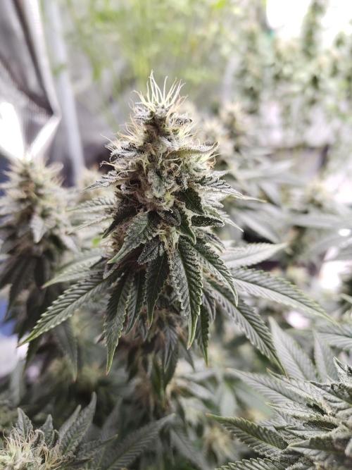 Black Domina Feminized – Sensi Seeds. Week 16