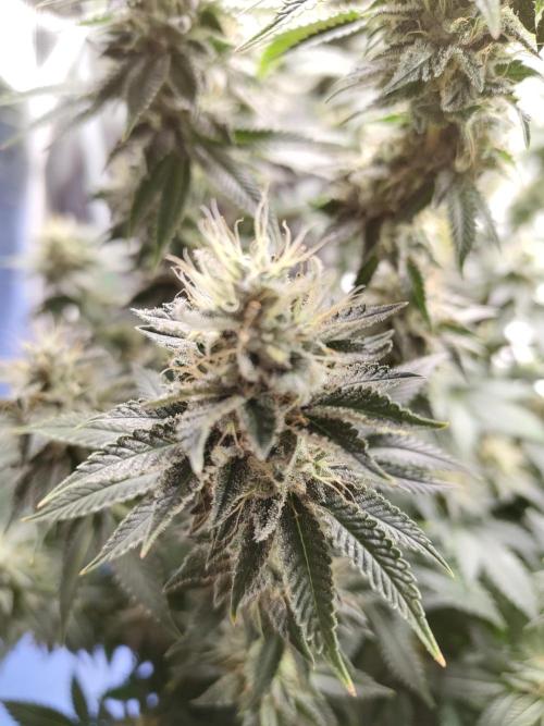 Black Domina Feminized – Sensi Seeds. Week 16
