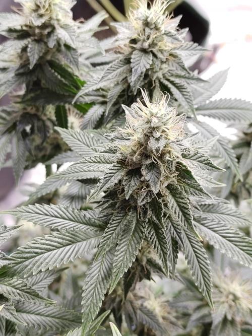 Black Domina Feminized – Sensi Seeds. Week 16