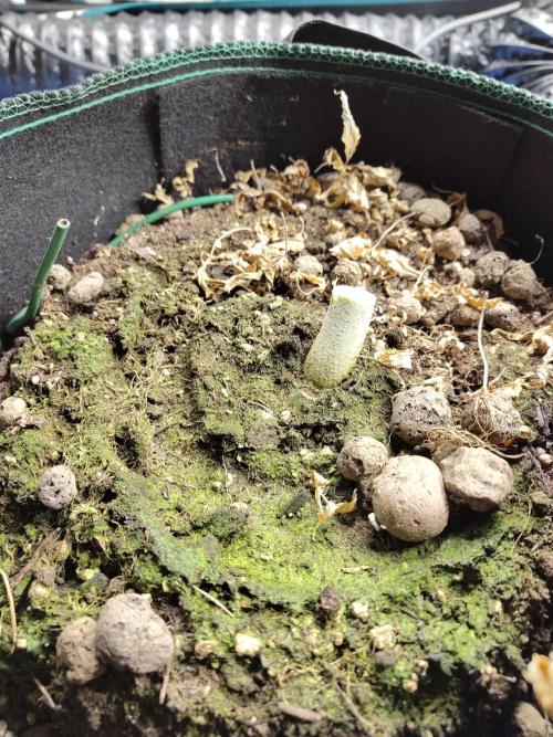 Black Domina Feminized – Sensi Seeds. Week 16