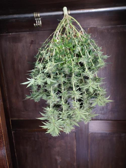 Black Domina Feminized – Sensi Seeds. Week 16