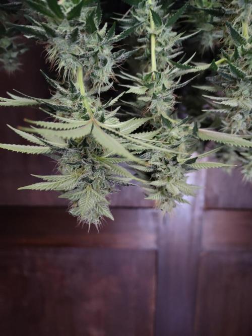 Black Domina Feminized – Sensi Seeds. Week 16