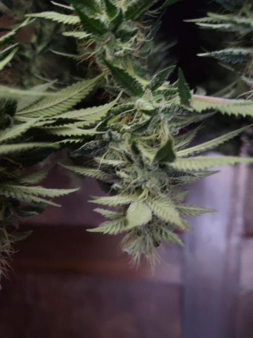 Black Domina Feminized – Sensi Seeds. Week 16