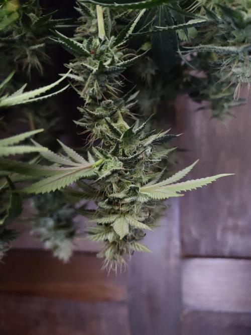 Black Domina Feminized – Sensi Seeds. Week 16