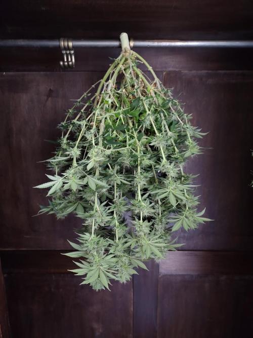 Black Domina Feminized – Sensi Seeds. Week 16