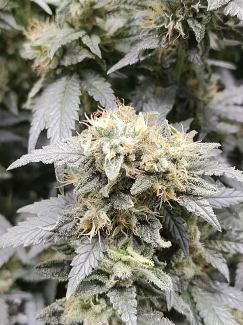 Double Banana Kush Fem. Week 15