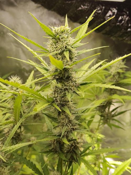 Princess Bubblegum III. Week 11