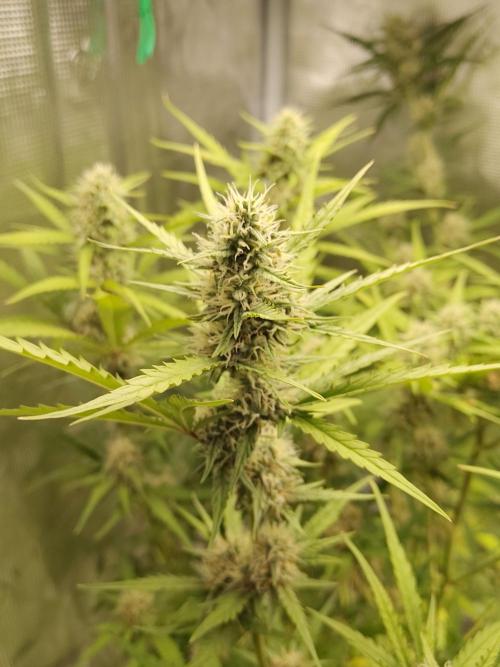 Princess Bubblegum III. Week 11