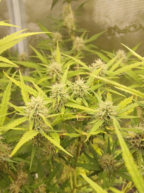 Princess Bubblegum III. Week 11