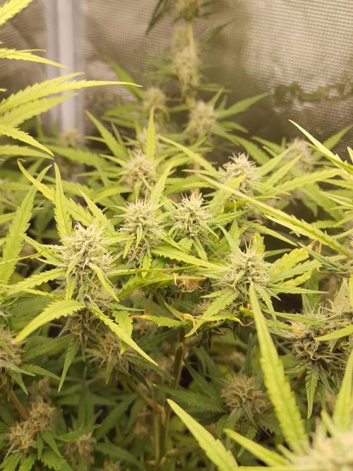 Princess Bubblegum III. Week 11
