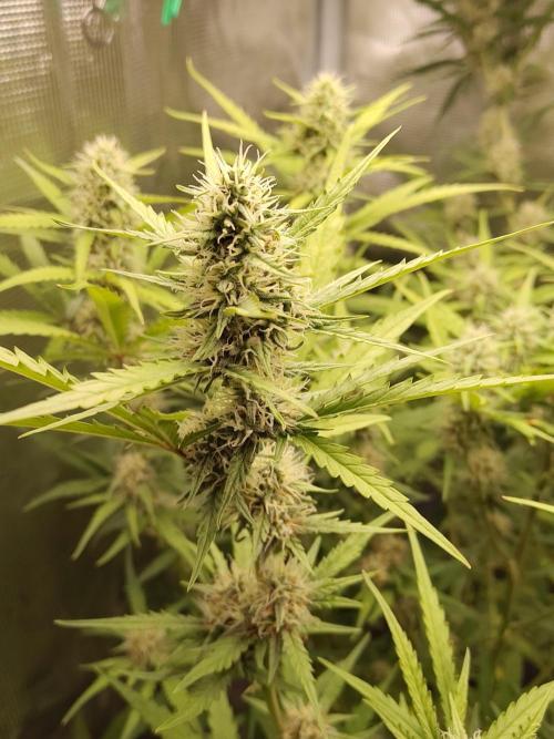 Princess Bubblegum III. Week 11