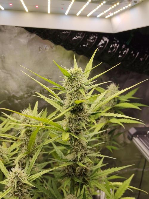 Princess Bubblegum III. Week 11