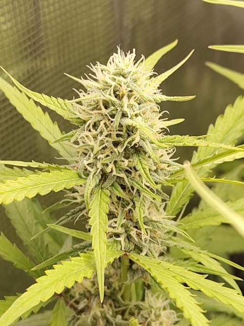 Princess Bubblegum III. Week 11