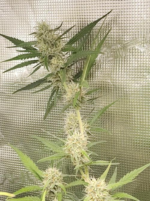 Princess Bubblegum III. Week 11