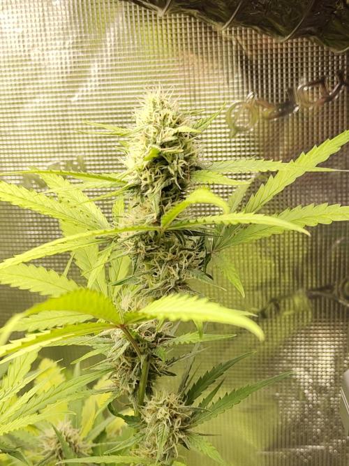Princess Bubblegum III. Week 11
