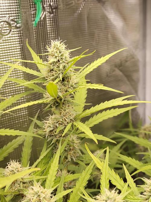 Princess Bubblegum III. Week 11