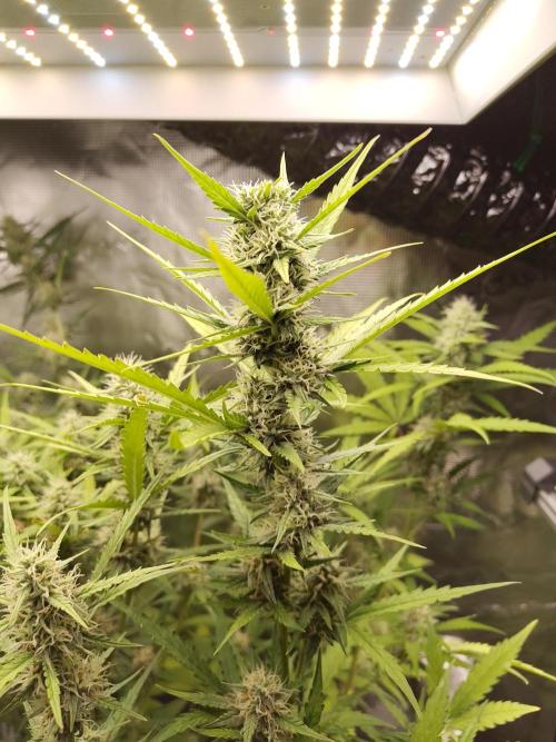 Princess Bubblegum III. Week 11