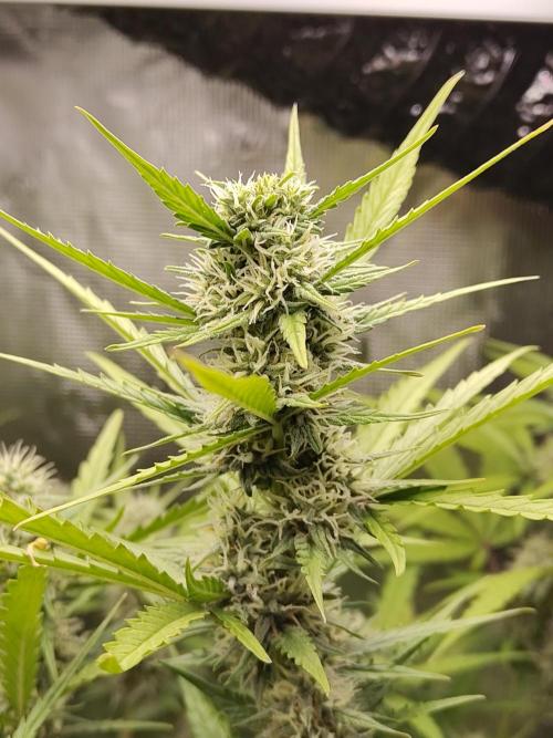 Princess Bubblegum III. Week 11