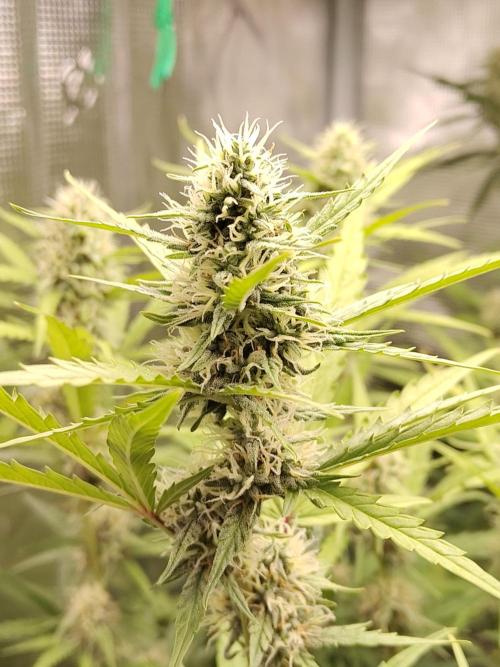 Princess Bubblegum III. Week 11