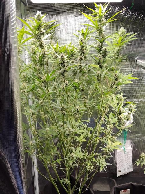 Princess Bubblegum III. Week 11